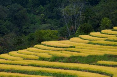 Paddy cultivation punakha